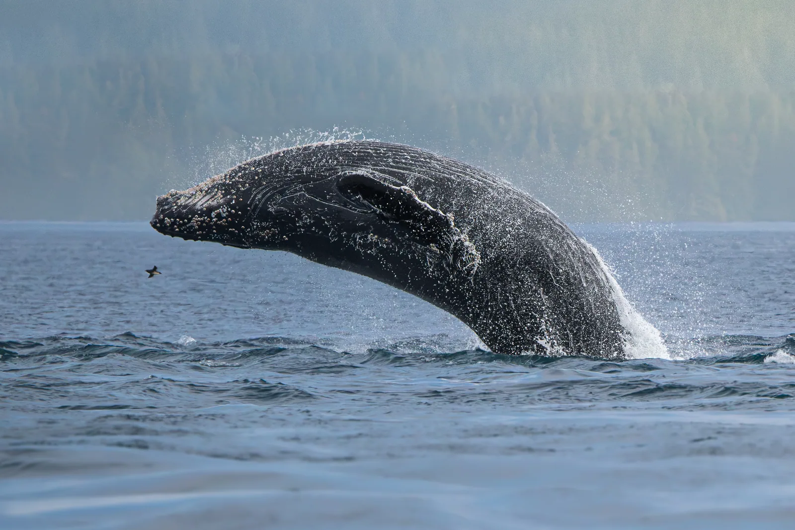 Springender Buckelwal in der Johnstone Strait