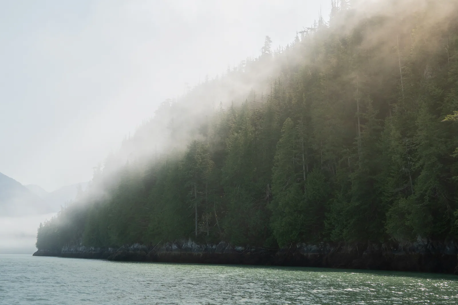 Nebelverhangene Nadelwaldküste im Knight Inlet