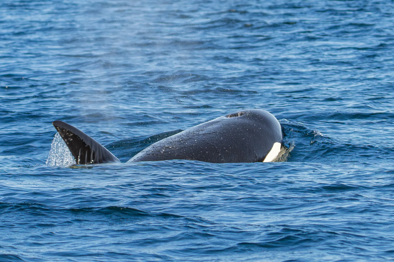 Orca taucht dicht neben dem Boot auf