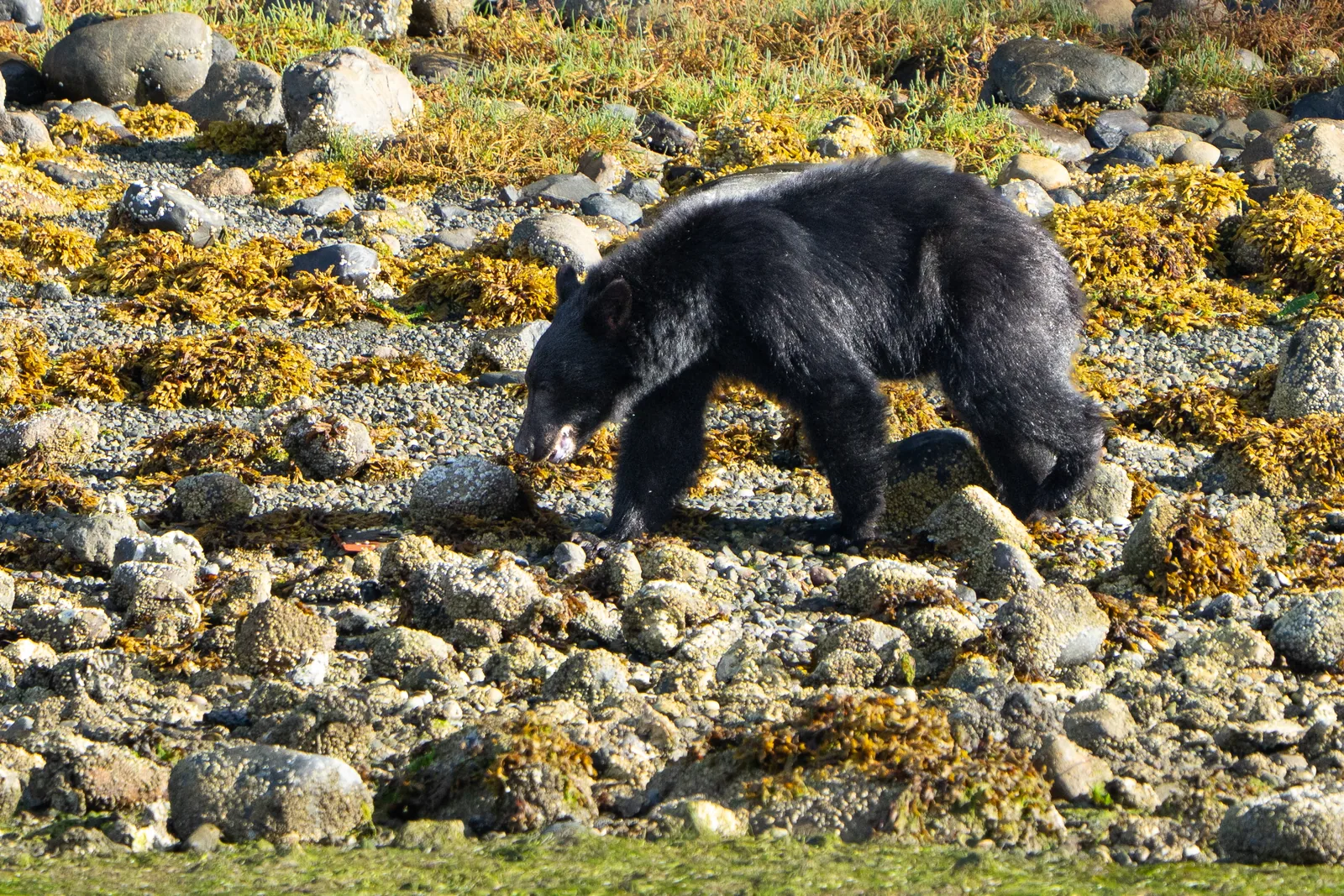 Schwarzbär am flechtenbewachsenen Ufer des Ucluelet Inlet