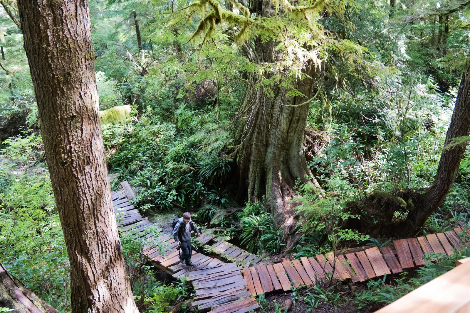 Holzsteg durch den Urwald bei Tofino