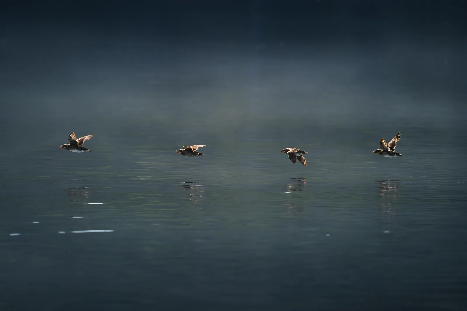 Vögel auf spiegelglattem Wasser im Morgennebel