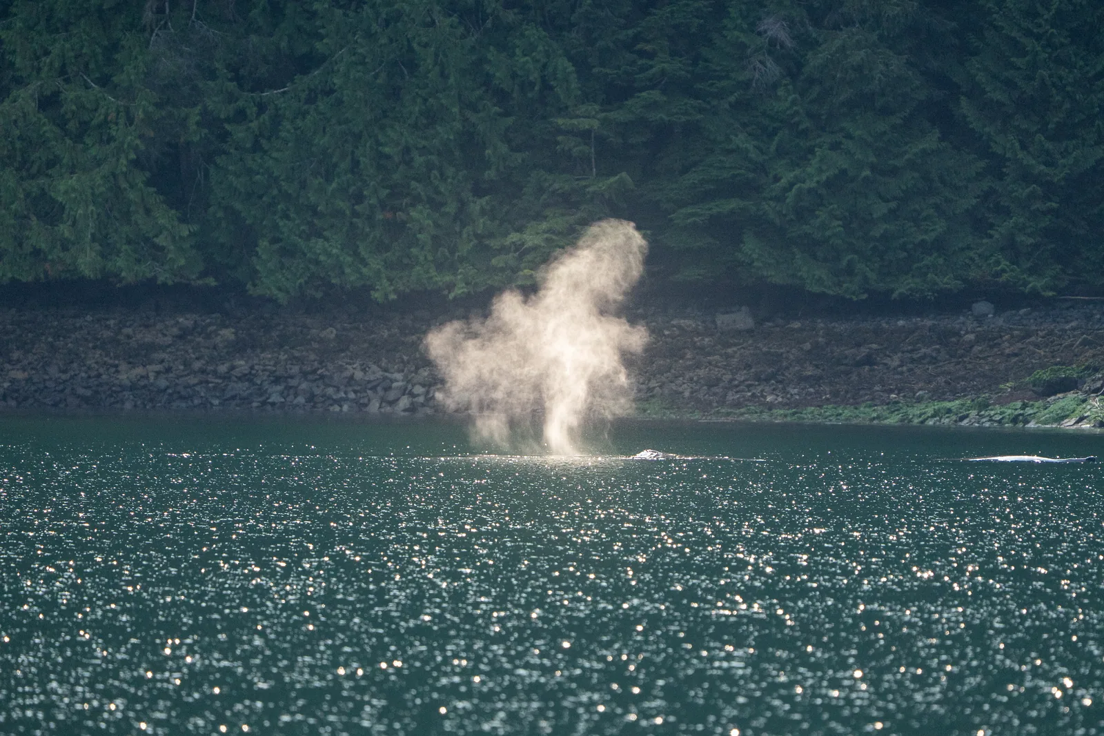 Blas eines Wals vor bewaldeter Steilküste im Knight Inlet